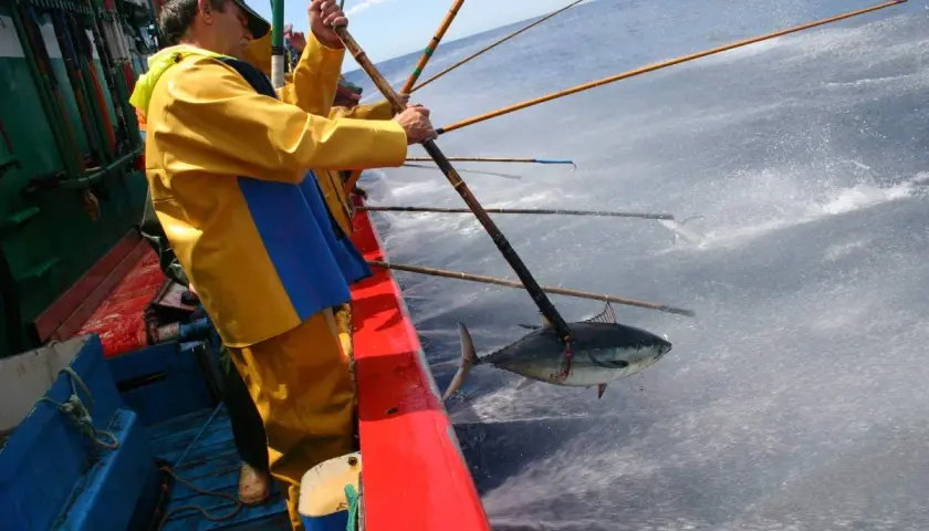 Un pescador con traje amarillo saca un bonito del norte del agua.