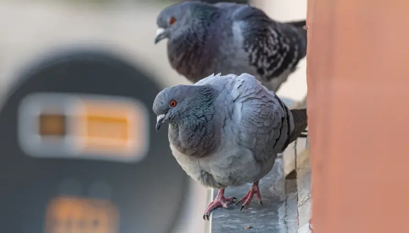 Dwa gołębie siedzą na parapecie. Jeden z nich, bliżej, ma szare pióra i pomarańczowe oczy. Czego nie lubią gołębie? Może hałasu zza nich?