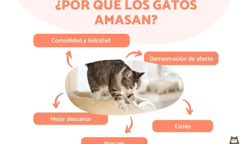 Un gato amasa en su cama, mostrando comodidad, afecto, mejor descanso, marcaje y alivio del estrés.