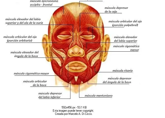 Cómo son los músculos de la cara y su impacto en las emociones