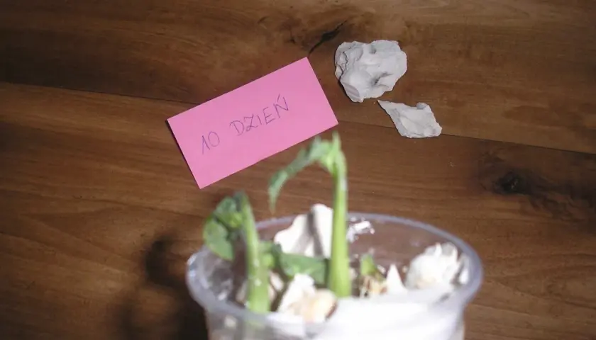 10. dzień sadzenia fasoli. Młode kiełki wyrastają z przezroczystego pojemnika na drewnianym tle.