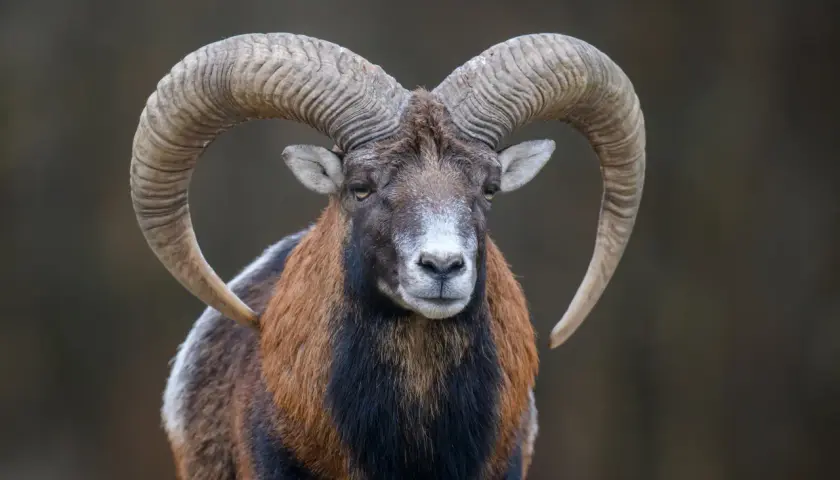 Baran z imponującymi rogami, jakby uosabiał siłę znaku zodiaku 28 grudnia.