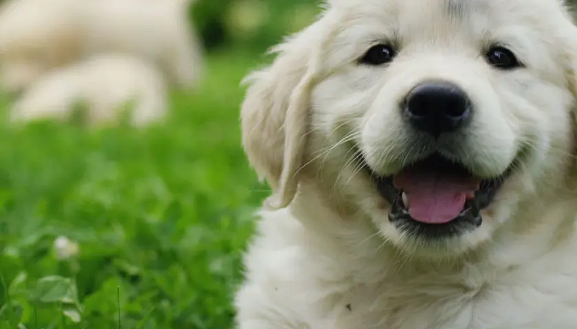Idealne imię dla golden retrievera: 100+ inspiracji i porad
