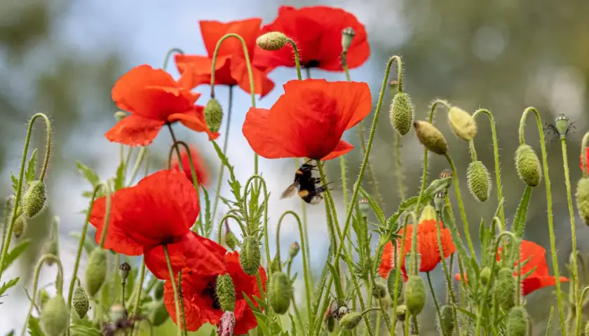 Ein Hummel besucht eine Mohnblume, die giftig ist. Viele Knospen und Blüten sind im Hintergrund zu sehen.
