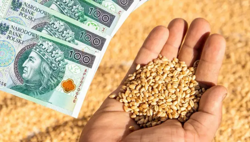 Dłonie trzymające ziarno pszenicy i polskie banknoty 100 zł. Symbol wsparcia dla rolników i dopłat do zboża.