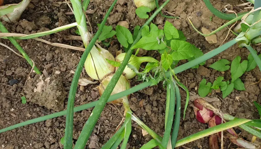 Oignons blancs et rouges en terre, entourés de feuilles vertes.