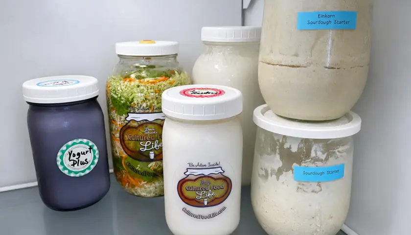 Milchkefir und Sauerteig im Kühlschrank für den Urlaub aufbewahren. Mehrere Gläser mit fermentierten Lebensmitteln, darunter Joghurt und Sauerkraut.