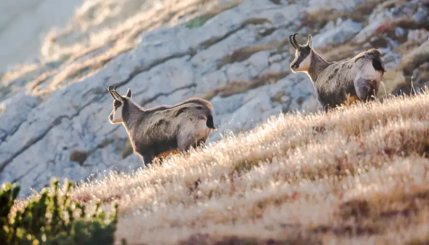 Zwei Gämsen auf einem sonnenbeschienenen Hang im Durmitor Nationalpark.
