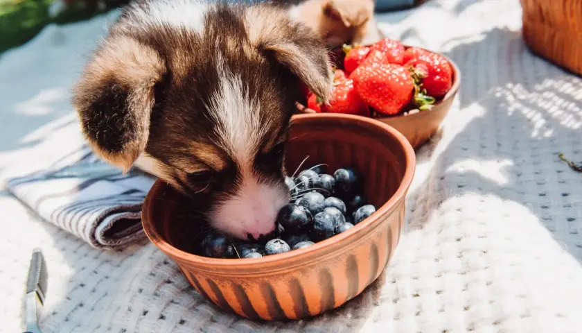 Szczeniak corgi wącha borówki, zastanawiając się, czy pies może jeść borówki. Obok miska z truskawkami.