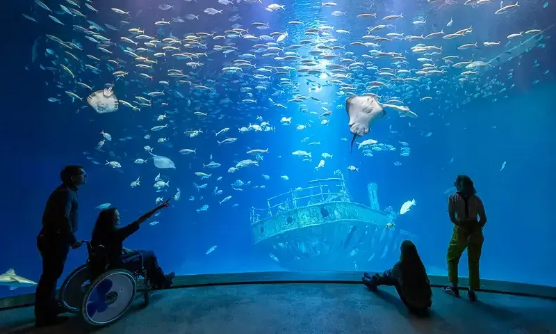 Największe oceanarium w Niemczech: Ozeaneum w Stralsundzie czeka na Ciebie