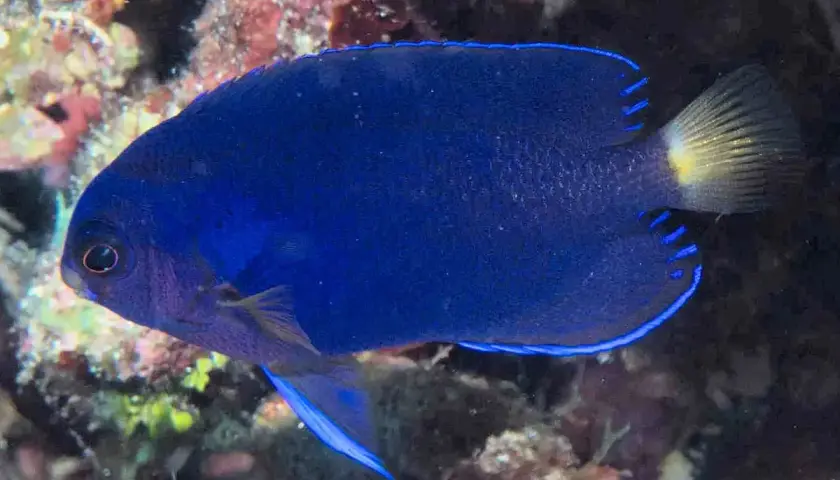 Un vibrante pez ángel azul eléctrico nada entre corales. Su cuerpo es de un azul intenso, con bordes azules y una cola amarilla.