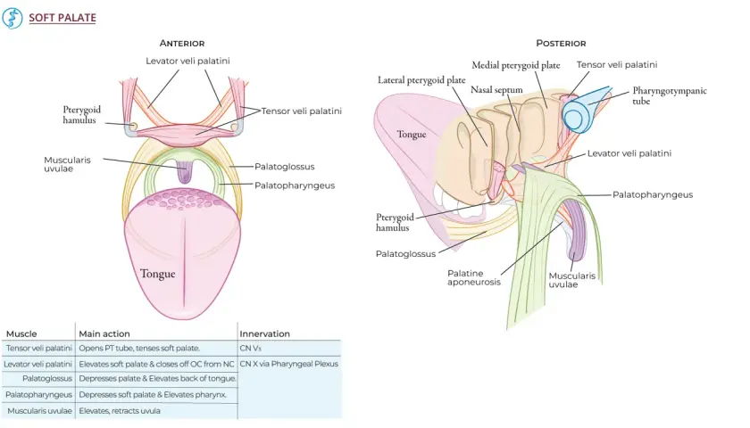 Anatomia podniebienia miękkiego: mięśnie unoszące i napinające, język, trąbka Eustachiusza.