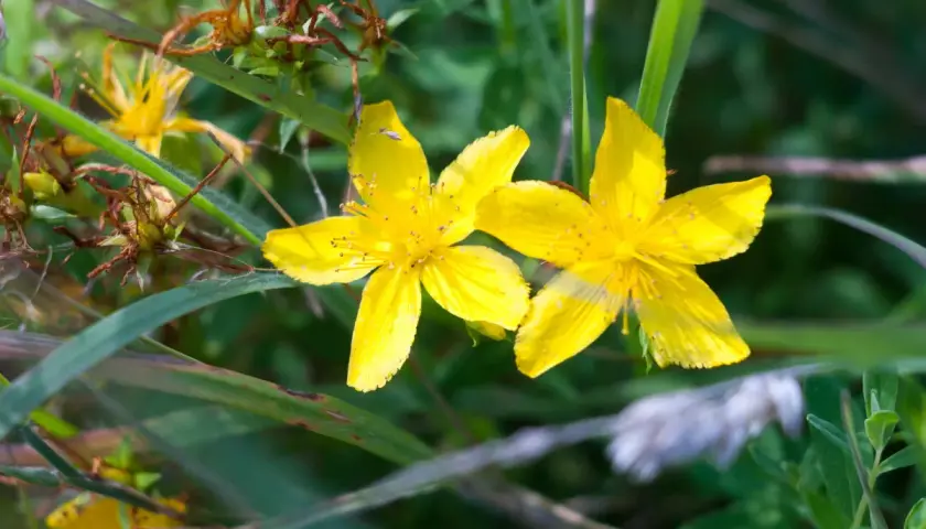 Due splendidi fiori di iperico, con i loro petali gialli vivaci, sbocciano tra l'erba verde e le foglie secche.