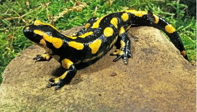 Salamandra de fuego, con su piel negra y amarilla, descansa sobre una roca. Se pregunta qué comen las salamandras, quizás insectos o pequeños invertebrados.