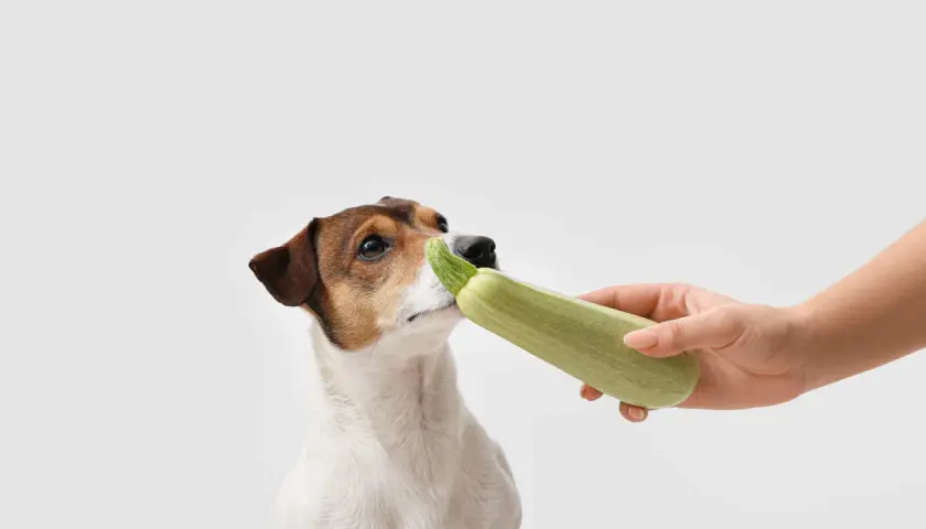 Ein neugieriger Zucchini-Hund schnuppert an einer Zucchini, die ihm von einer Hand angeboten wird.