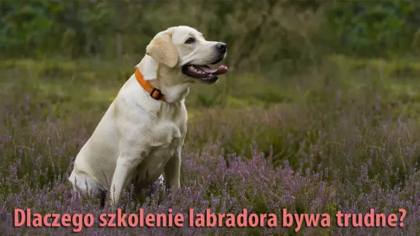 Tresura Labradora: Praktyczny Przewodnik Krok po Kroku