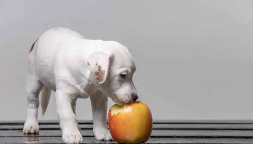 Cachorro blanco con manchas marrones olisquea una manzana para perros.