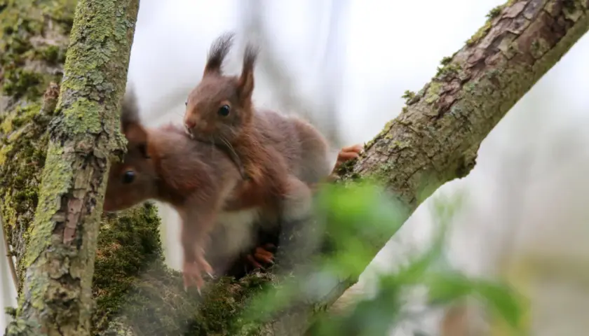 Zwei Eichhörnchen auf einem Ast. Der Unterschied zwischen Männchen und Weibchen ist hier nicht ersichtlich, aber sie kuscheln eng.