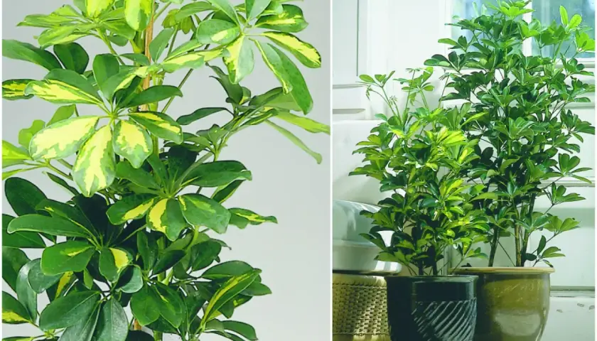 Schefflera variegata, piękna roślina liściasta doniczkowa, z liśćmi w odcieniach zieleni i żółci, zdobi wnętrze.