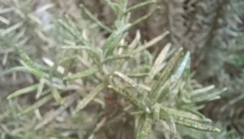 Rametti di rosmarino con alcune foglie gialle, segno di un'estate intensa.