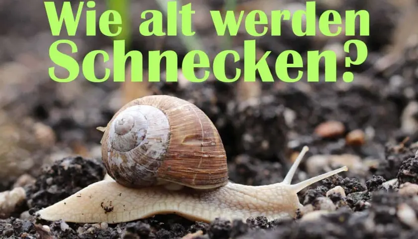 Eine Weinbergschnecke kriecht über feuchte Erde. Der Text fragt: "Wie alt werden Schnecken?".