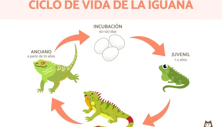 Ciclo de vida de la iguana: incubación, juvenil (1-2 años), adulto (2-10 años) y anciano (a partir de 10 años). Así se responde a cuanto vive una iguana.