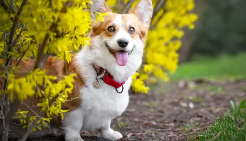 Uśmiechnięty corgi, jeden z ulubionych corgi pies królowej, siedzi wśród kwitnącej forsycji.