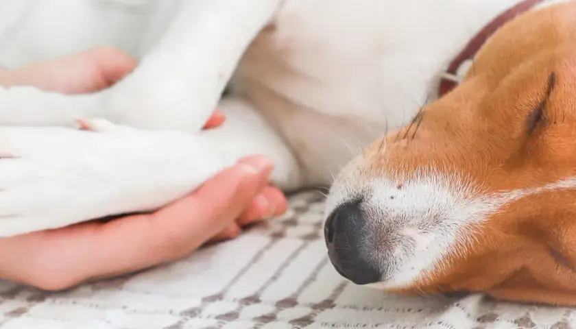 Zbliżenie na pysk śpiącego psa i ludzką dłoń trzymającą jego łapę.