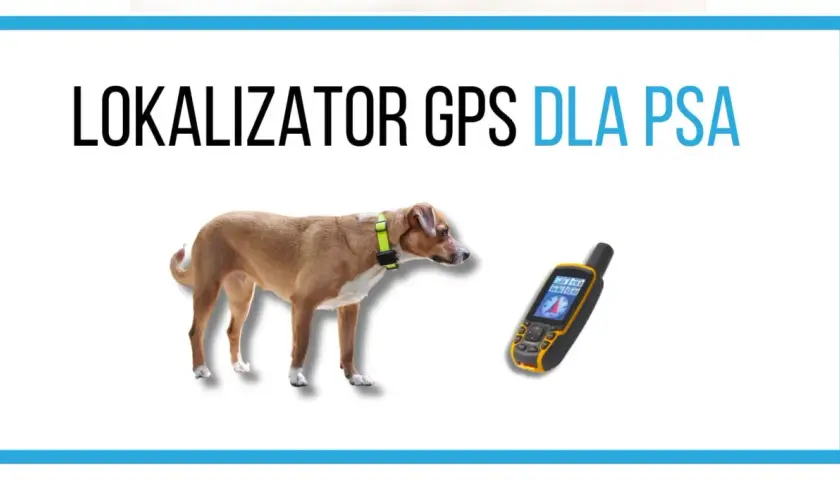 Brązowy pies z obrożą i lokalizatorem GPS obok. Idealny jaki lokalizator dla psa, by zawsze wiedzieć, gdzie jest Twój pupil.