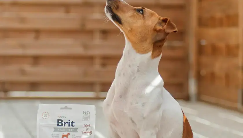 Pies czeka na przysmak. Opakowanie Brit Meaty Jerky Turkey sugeruje najlepsza karma dla psa - ranking.