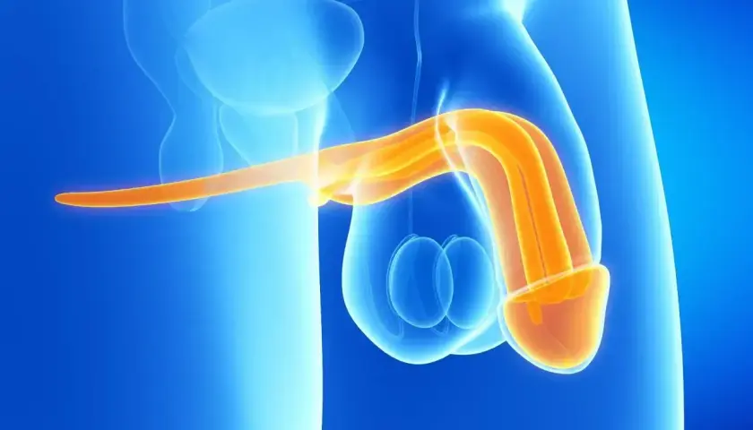 Anatomical illustration showing the penis and testicles. The penis is highlighted in orange, suggesting its internal structure. This image can be used to explain the process of mycie penisa.
