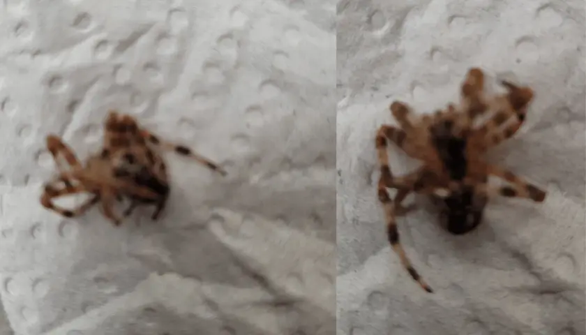 Två närbilder på en död korsspindel. Denna korsspindel giftig kan se skrämmande ut men är oftast ofarlig för människor.