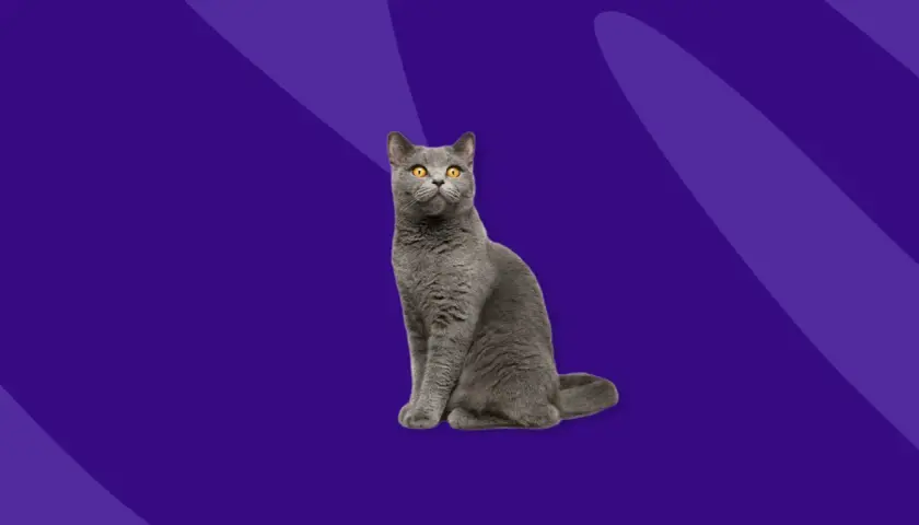 A regal grey cat with bright orange eyes sits patiently, perhaps awaiting its dose of prednisolone for cats to ease its discomfort.