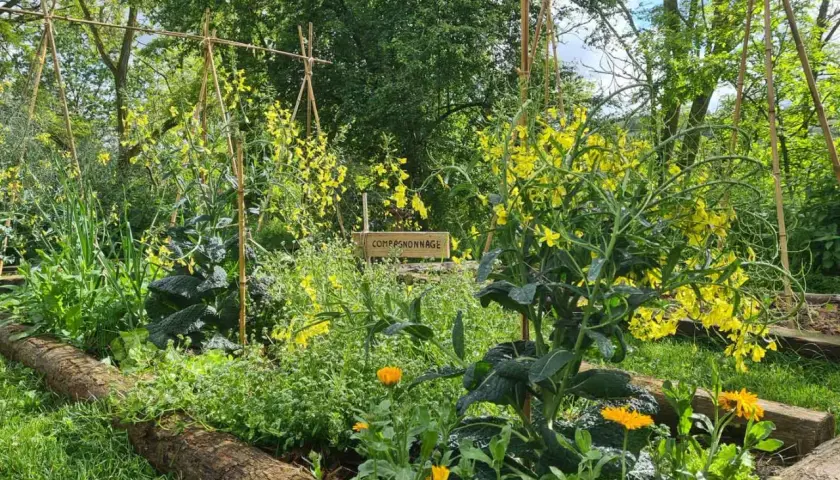Un potager en permaculture luxuriant avec des fleurs jaunes éclatantes, des légumes verts et des tuteurs en bambou.