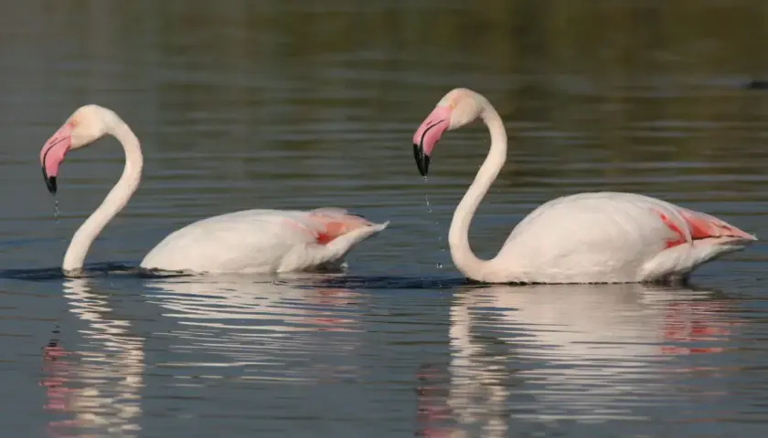 Dwa różowe flamingi pływają w wodzie. Ich pióra są białe z różowymi akcentami, a dziób zakrzywiony. To właśnie dieta decyduje, dlaczego flamingi są różowe.