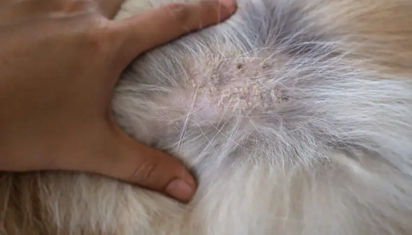 A hand gently parts a dog's fur, revealing a patch of dry, flaky skin, a sign of ichthyosis in dogs.