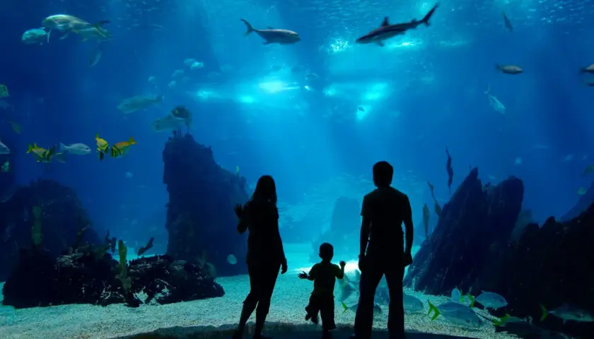 Najlepsze oceanaria w Polsce: odkryj tajemnice zoo oceanarium