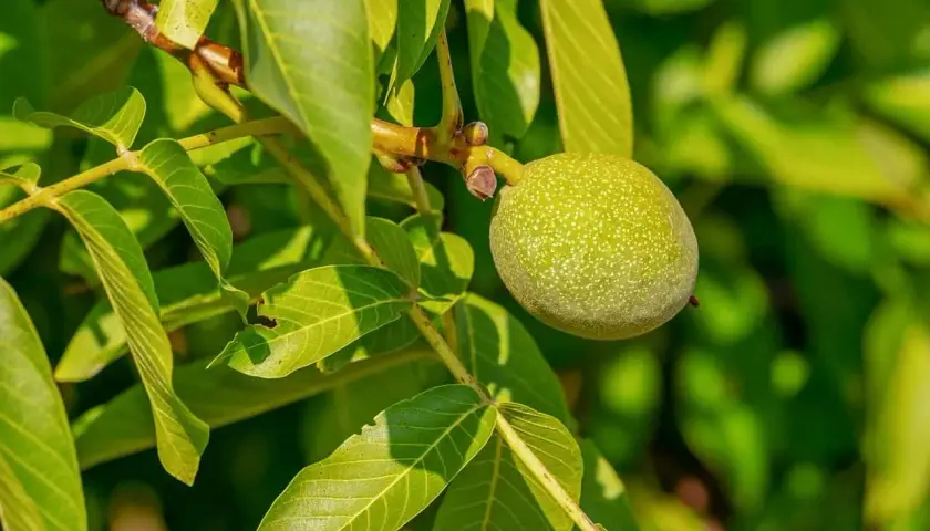 Grüne Walnuss am Ast, ein Hinweis auf die Nachteile eines Walnussbaums im Garten: Schatten und Unkraut.