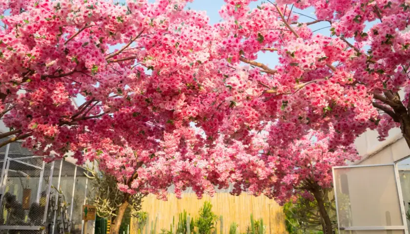 Kwiaty różowego sakura drzewa tworzą baldachim nad ogrodem kaktusów.