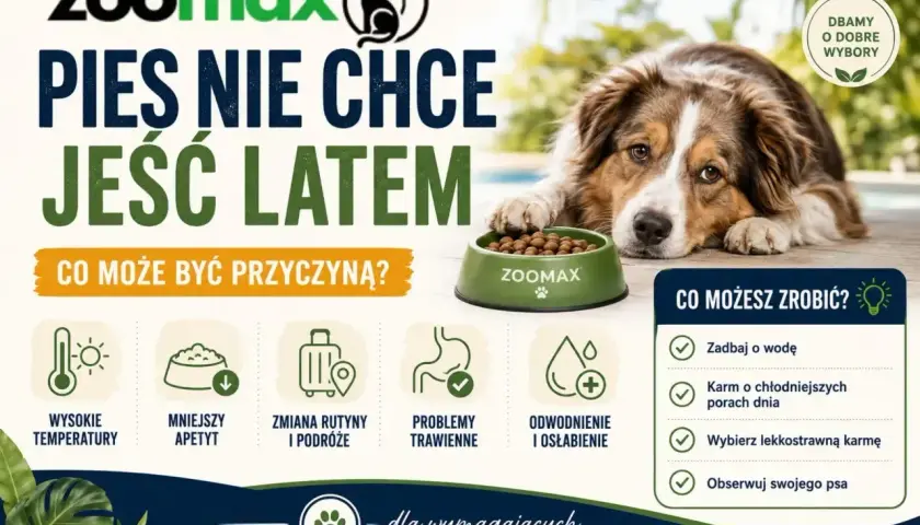 Smutny piesek obok miski z karmą. Dlaczego szczeniak nie chce jeść latem? Wysokie temperatury, mniejszy apetyt, problemy trawienne.