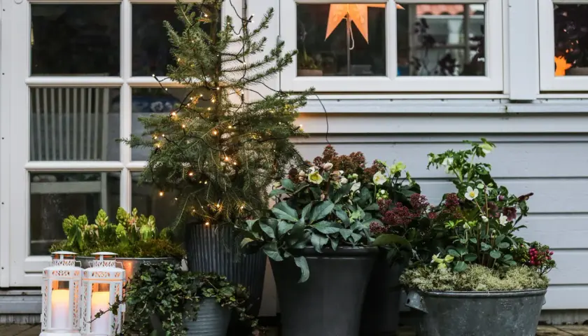 Julblommor i kruka skapar en mysig julkänsla på verandan. En liten gran med ljusslinga och vackra blommor i krukor.