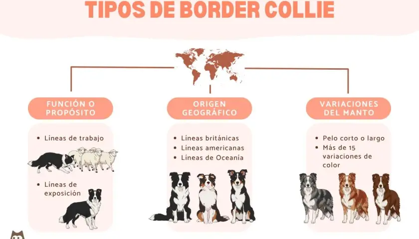 Infografía sobre tipos de Border Collie: función, origen geográfico y variaciones del manto. Muestra perros trabajando, de exposición y con distintos pelajes.