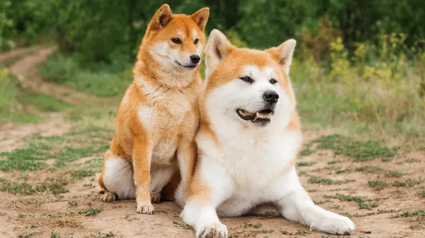 Akita czy Shiba? Porównanie ras, które pomoże Ci wybrać psa