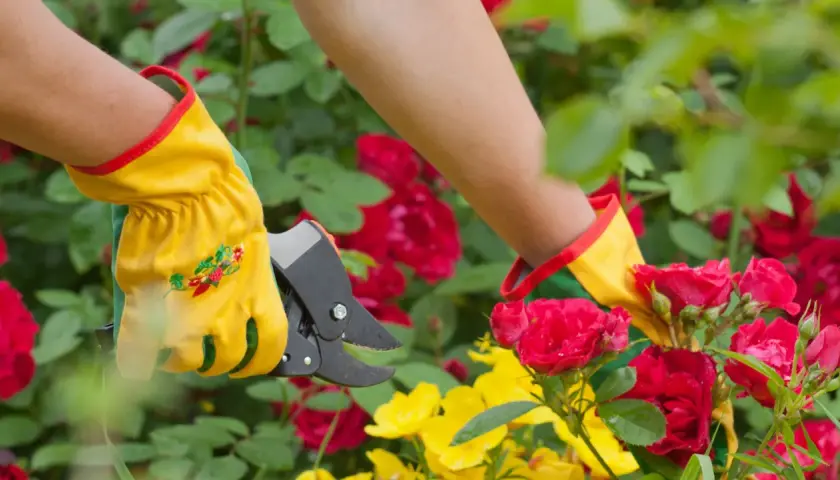 Maintenant, apprenons comment couper les roses fanées. Des mains gantées utilisent un sécateur pour tailler des roses rouges et jaunes.