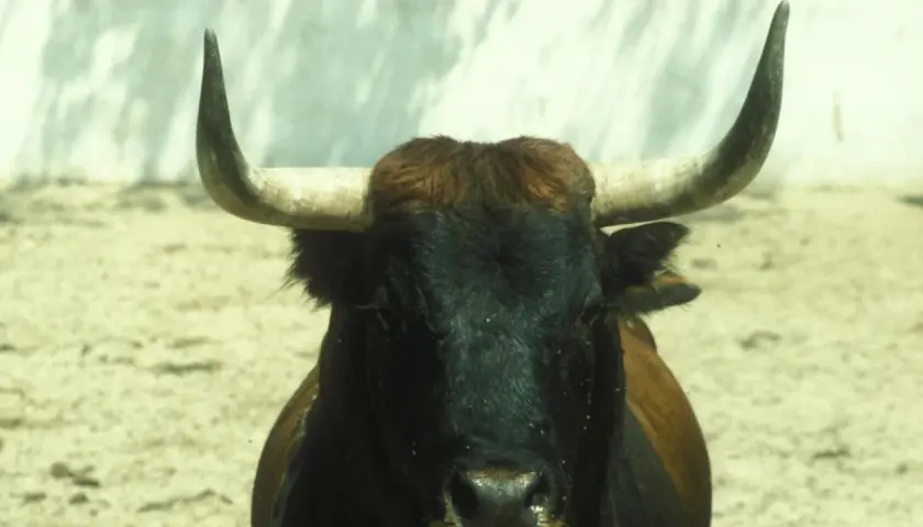 Toro bravo de la ganadería Carriquiri, con su imponente mirada y cuernos curvos, listo para la lidia.