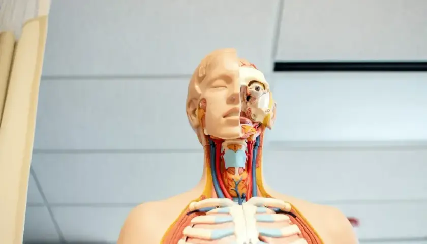 Model anatomiczny pokazuje szczegóły głowy i klatki piersiowej, w tym widoczne naczynia krwionośne i mięśnie szyi, gardło.