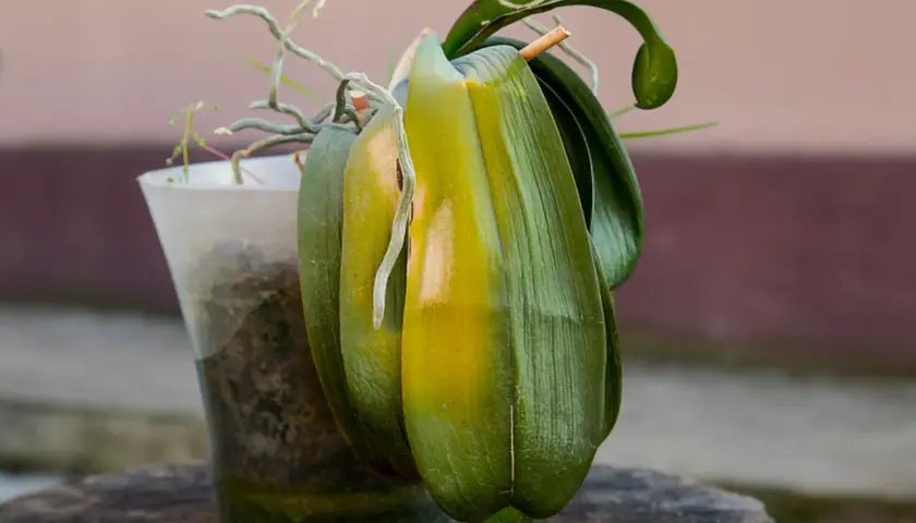 Orchidée fatiguée, feuilles jaunies. Comment faire refleurir une orchidée ? Conseils pour la revitaliser.