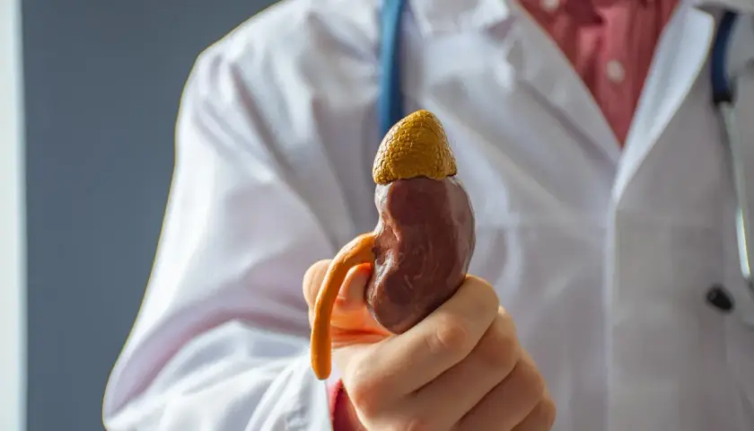 Lekarz trzyma model nerki, ilustrujący problem kamicy nerkowej.