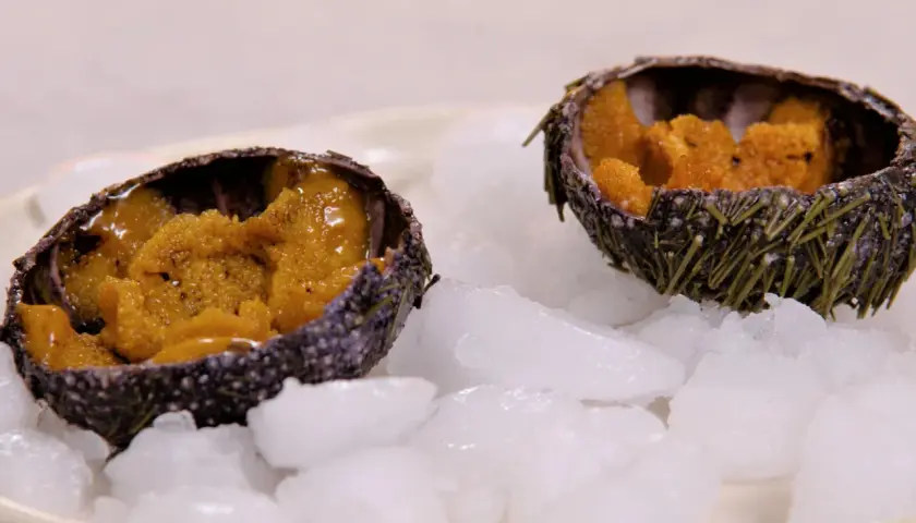 Deux oursins ouverts, remplis de leur corail orangé, servis sur un lit de glace pilée. Une invitation à découvrir la recette oursin cuit.