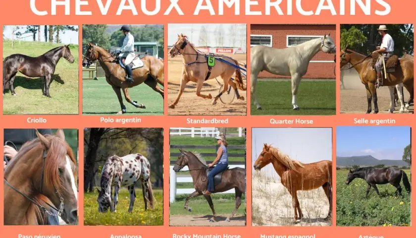 Collection de chevaux américains : Criollo, Polo argentin, Standardbred, Quarter Horse, Selle argentin, Paso péruvien, Appaloosa, Rocky Mountain Horse, Mustang espagnol, Aztèque.